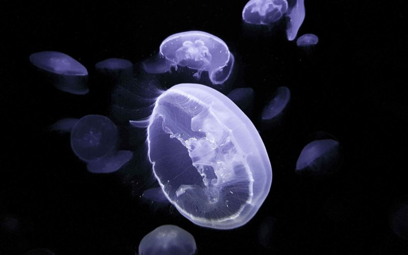 Медуза на черном фоне