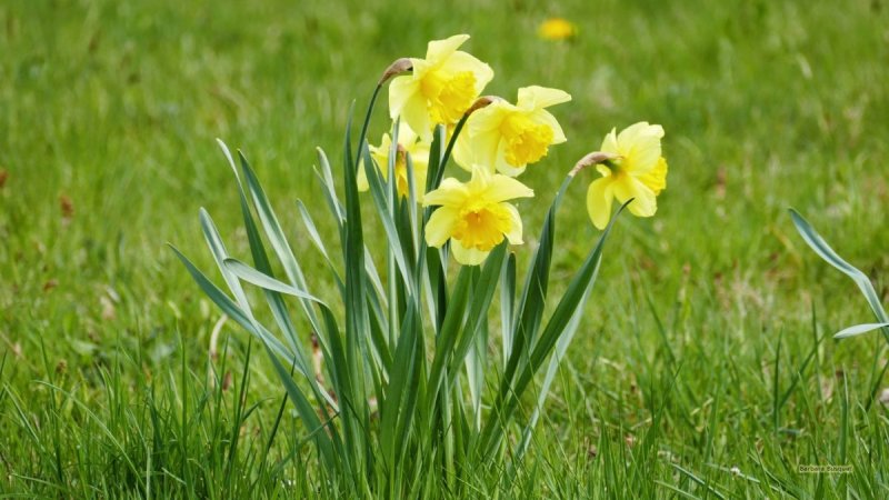 Желтый Нарцисс полевой