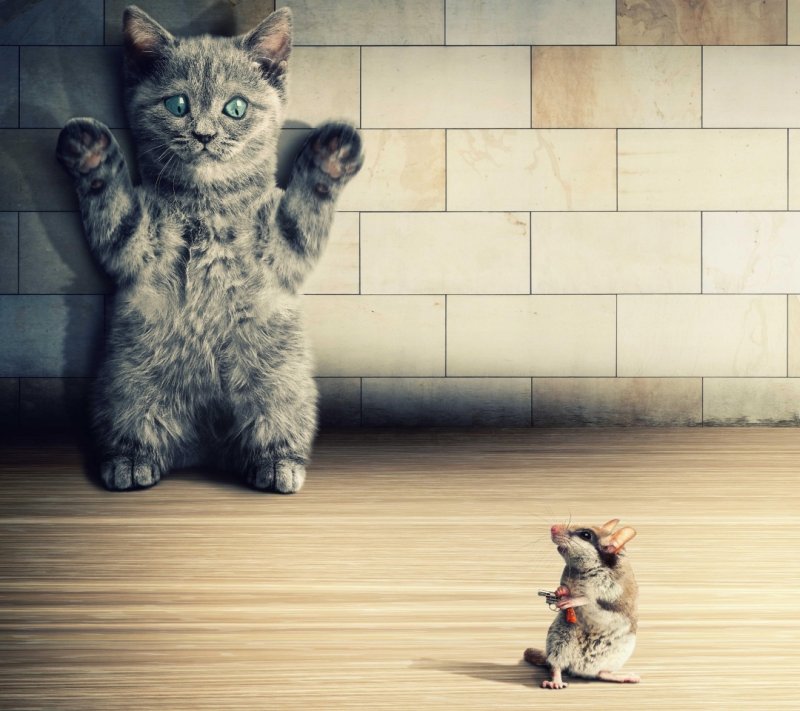 Забавные кошки