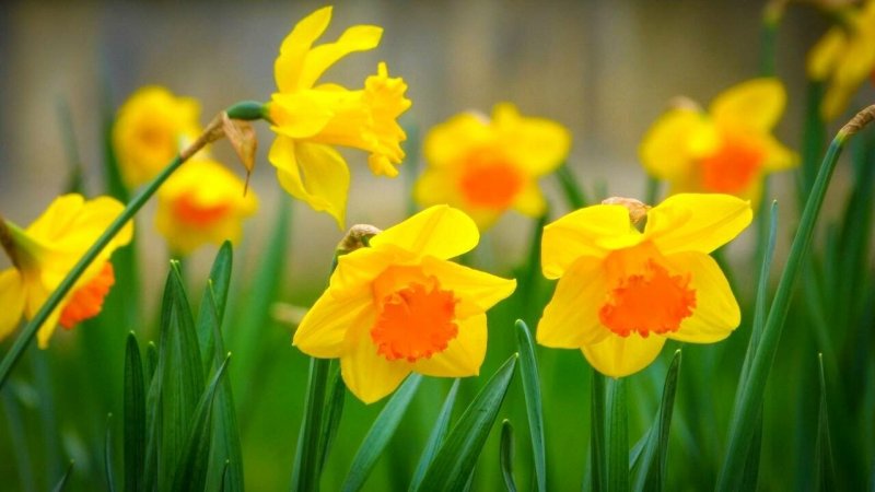 Нарцисс цветок