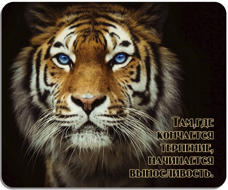 Красивый тигр