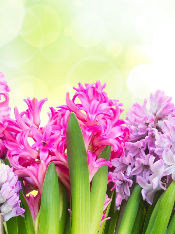 С 8 марта гиацинты