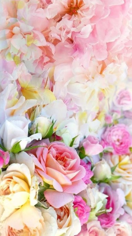 Цветы на Светлом фоне