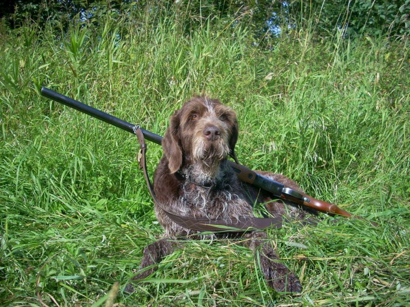 Дратхаар охота дратхаар