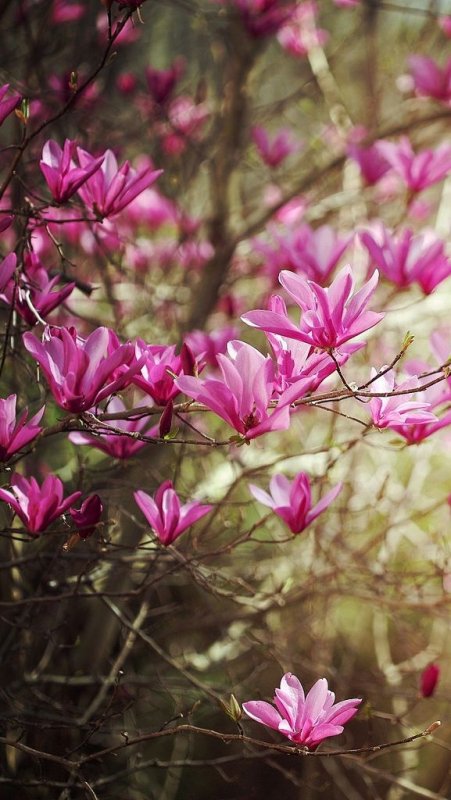 Рододендрон Даурский