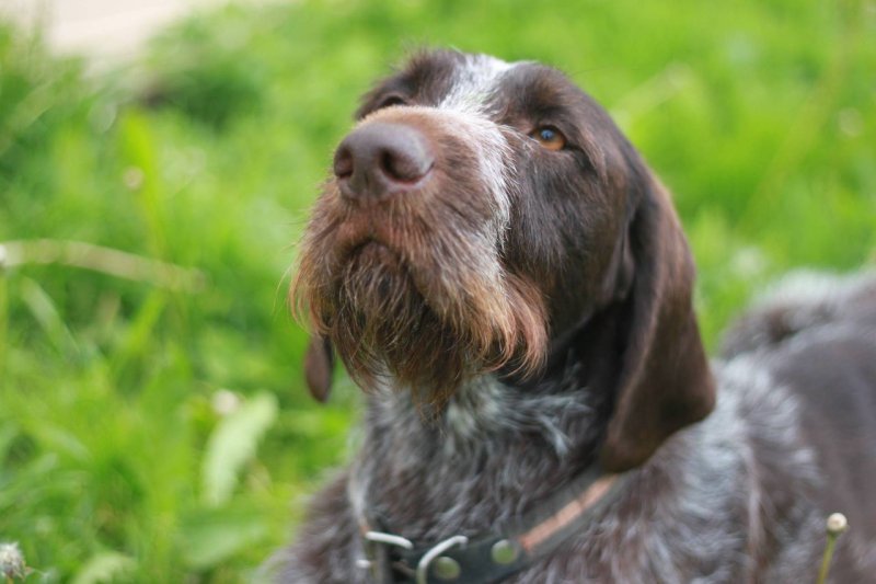 Спаниель дратхаар