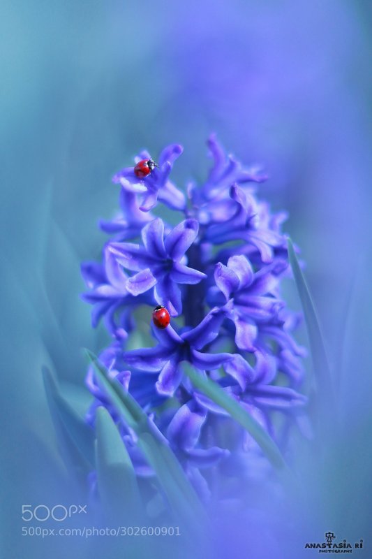 Заставка на телефон гиацинты