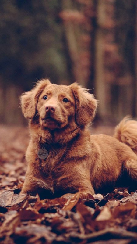 Красивые щенки