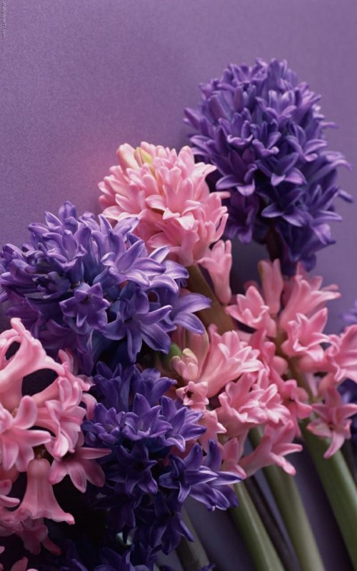 Гиацинт Пурпл сенсейшен