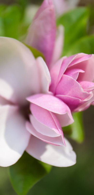 Магнолия заставка на телефон
