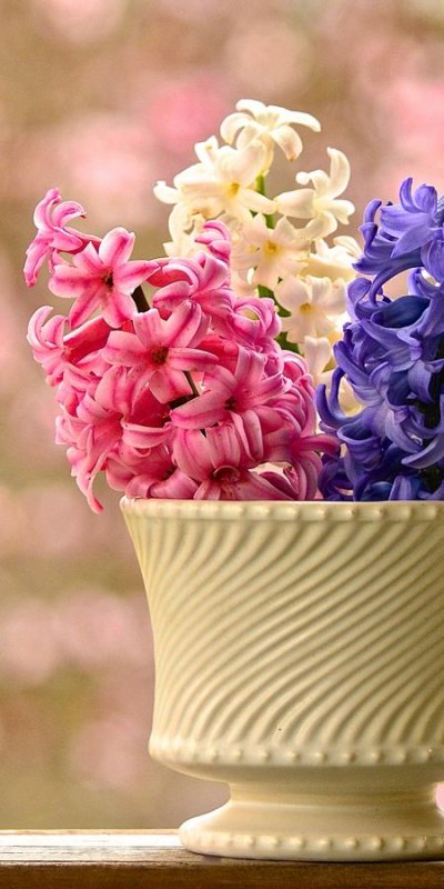 Нежные гиацинты