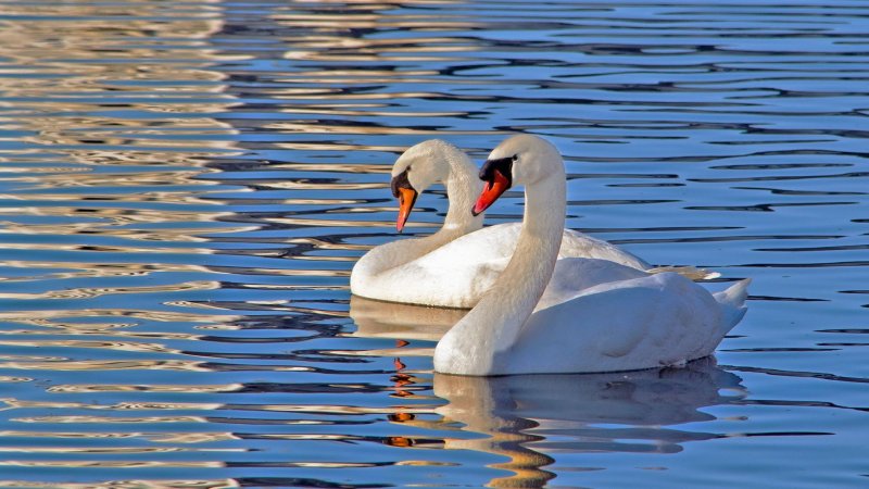 Лебедь шипун