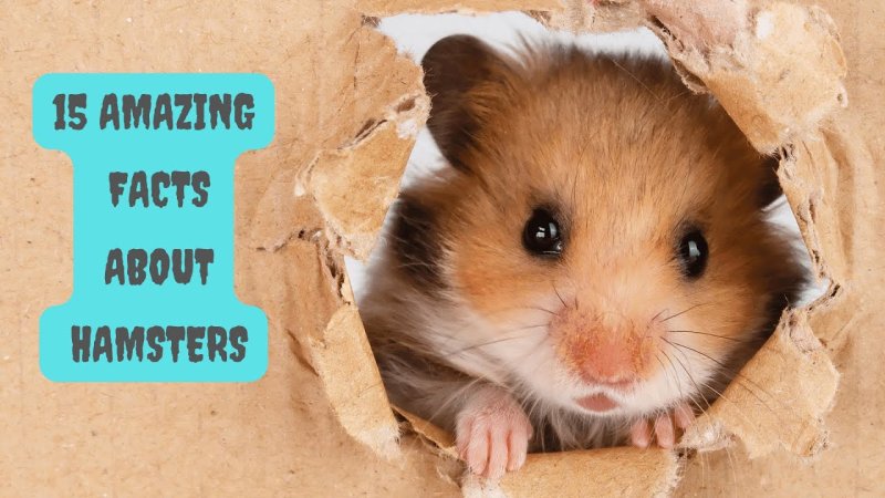 Смешные хомяки