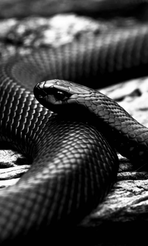 Чёрная мамба змея