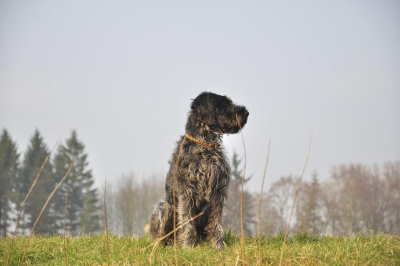 Дратхаар собака фото цена