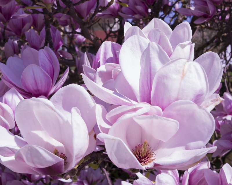 Цветы магнолии