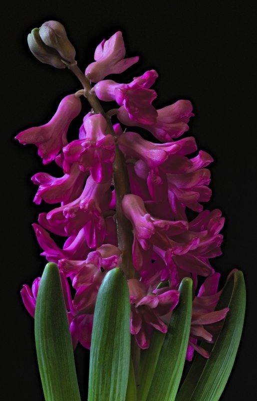 Гиацинт цветок