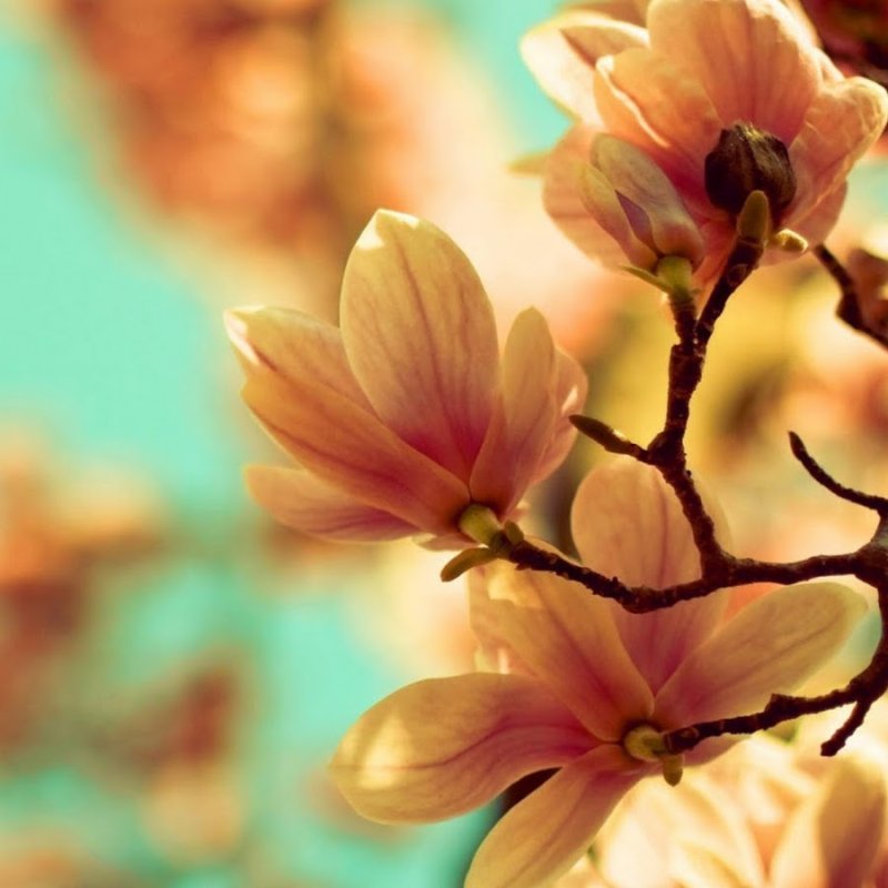 Коричневые цветы