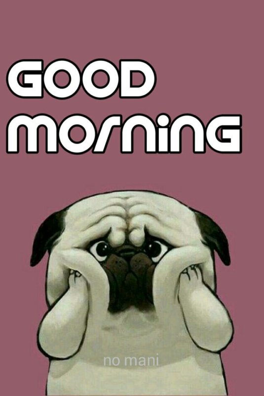 Смешные обои на телефон