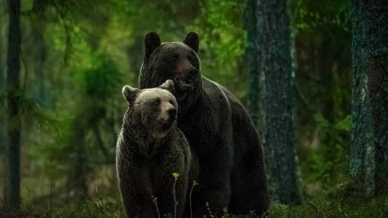 Бурый медведь с медвежатами в лесу