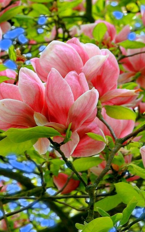 Тюльпановое деревоманголия