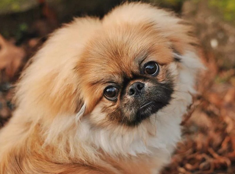 Собака Пекинес
