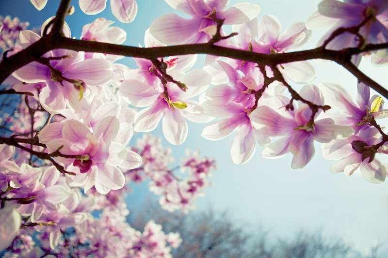 Весенняя природа на аватарку