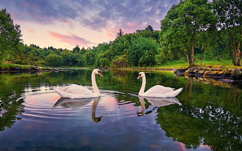 Лебединое озеро лебедь
