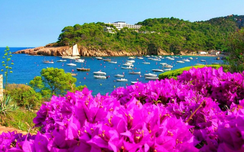 Греция бугенвиллия море