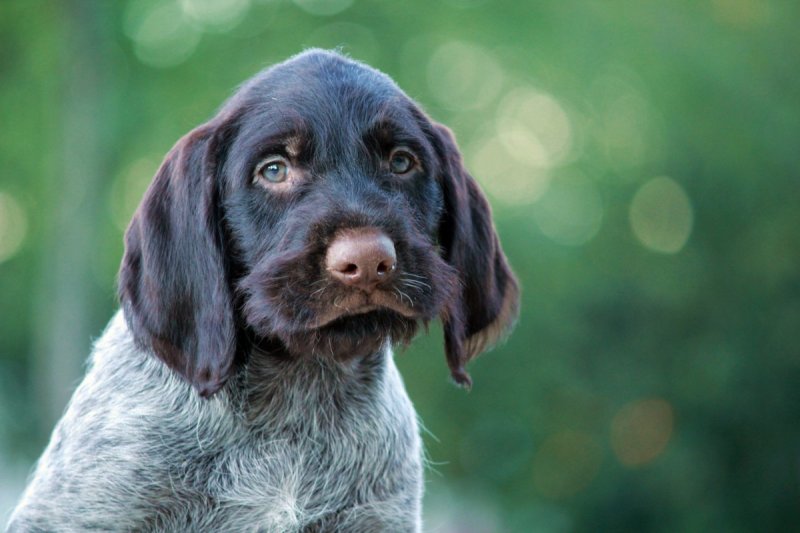 Немецкая жесткошерстная легавая дратхаар