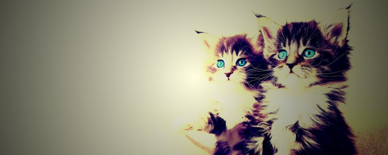 Обои с котами