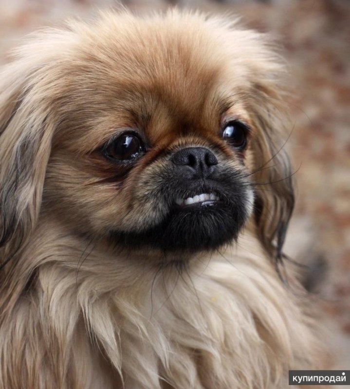 Пекинес рыжий