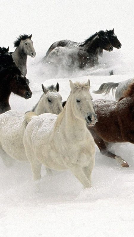 Эстетика тройка белых лошадей