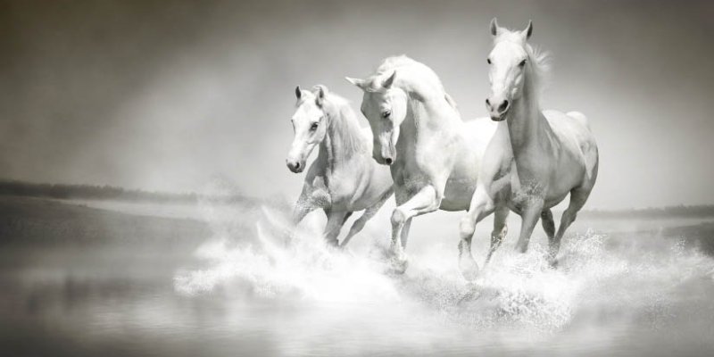 Белая лошадь