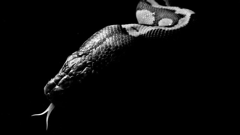 Блейк Снейк чёрная змея