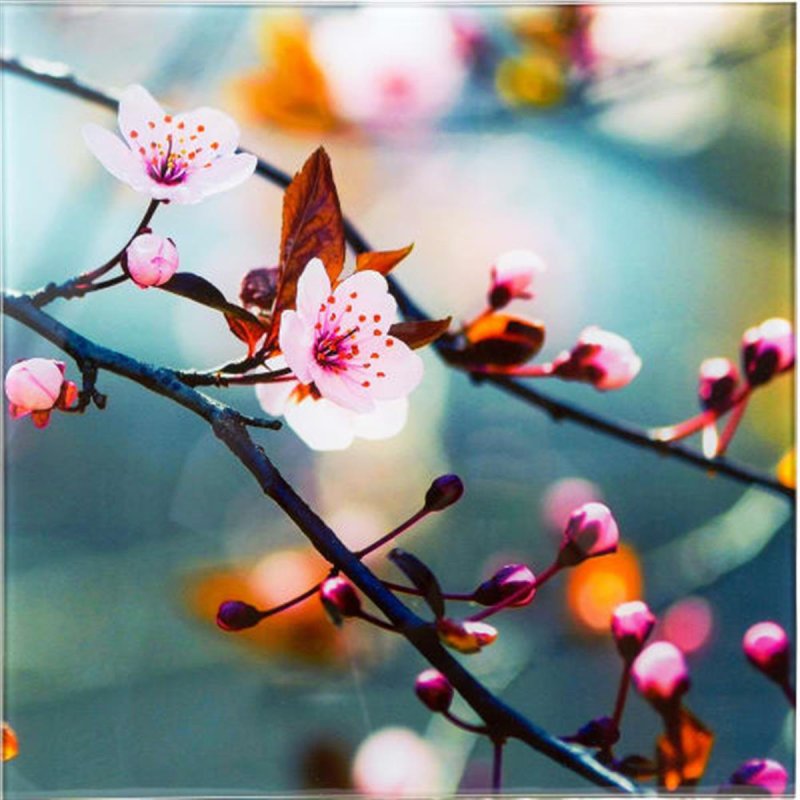 Сакура вишня курильская