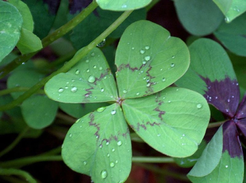 Микрокахрис четырехлистный