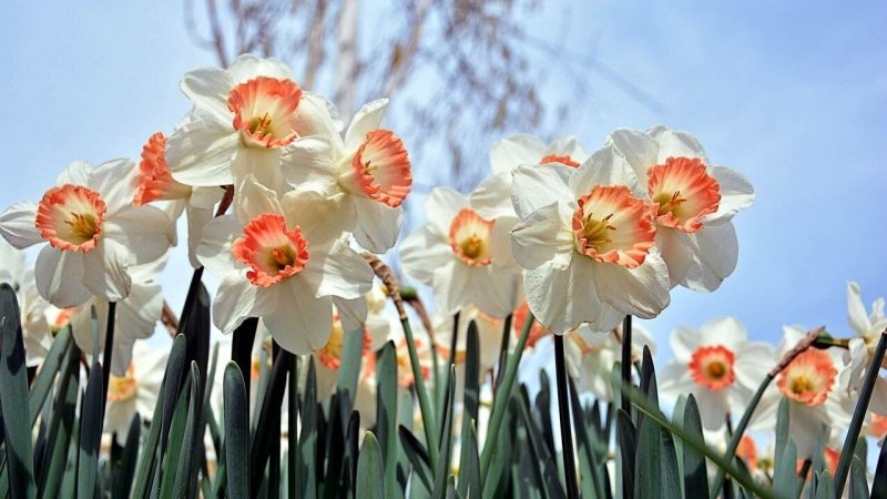 Нарцисс (растение)