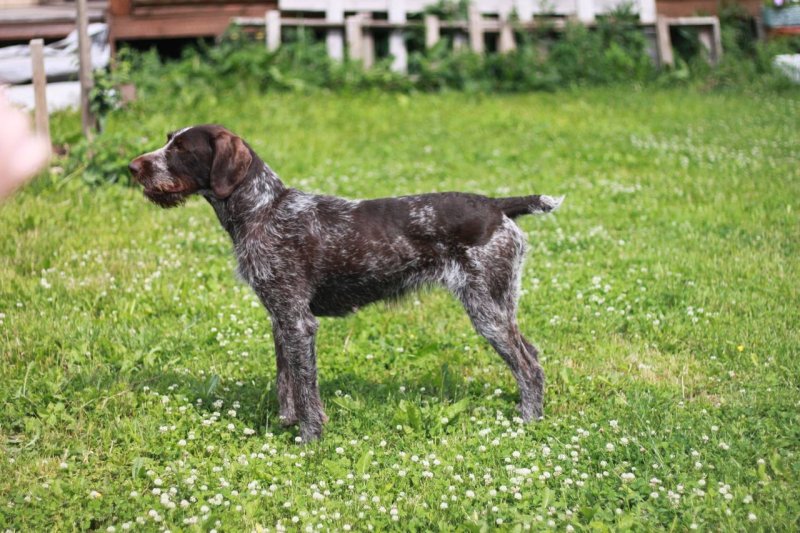 Мини дратхаар