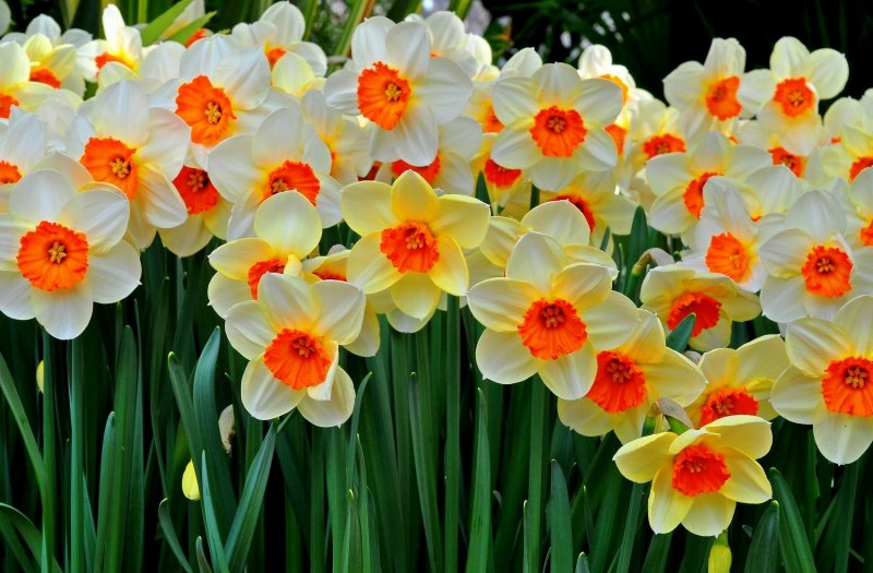 Нарцисс Пинк парасоль