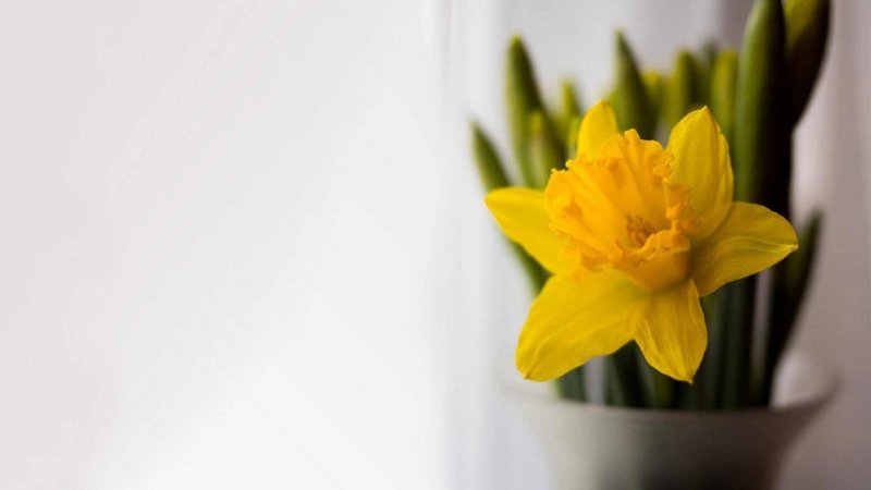 Нарциссы фон