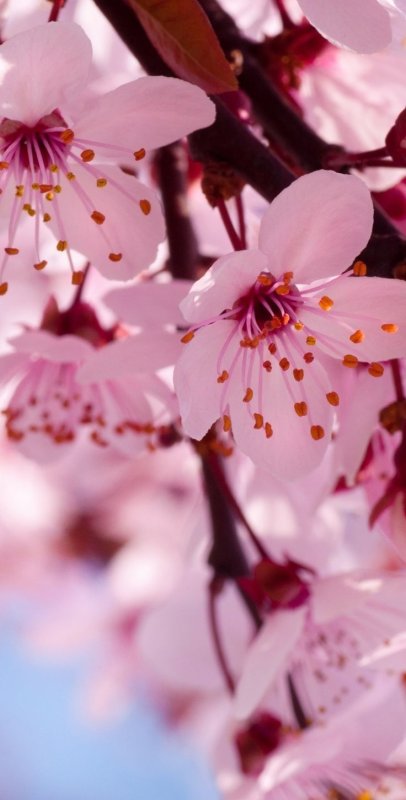 Черри блоссом