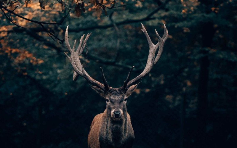 Северный олень