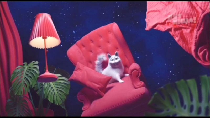 Кот с канала пятница