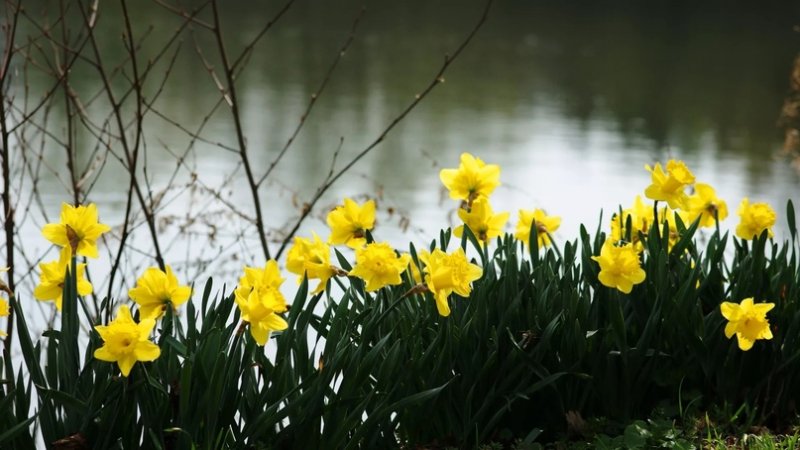 Нарцисс Лесной