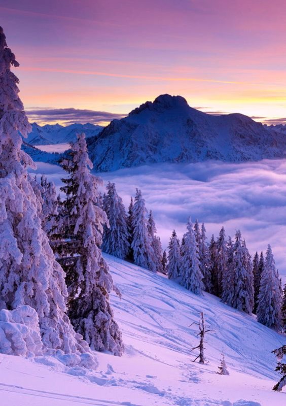 Снежный лес и горы