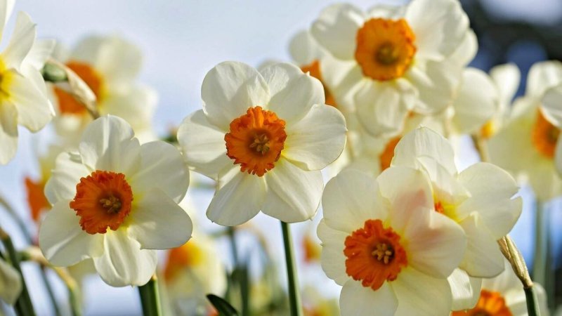 Нарцисс (растение)