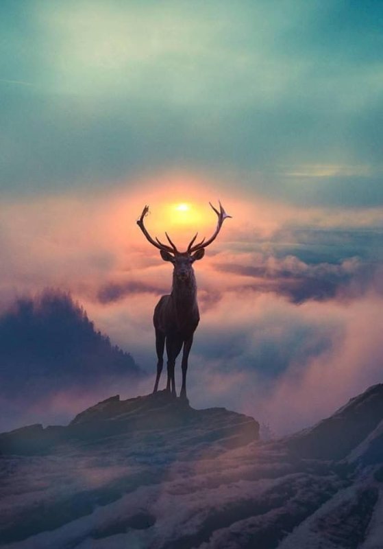 Олень в горах