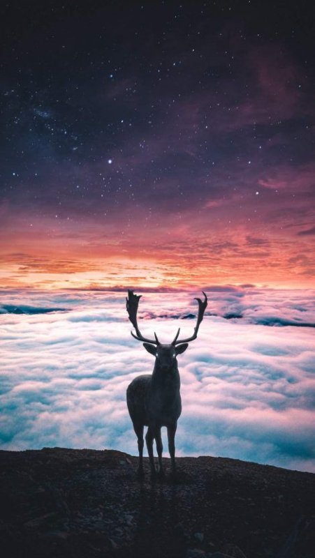 Олень на скале