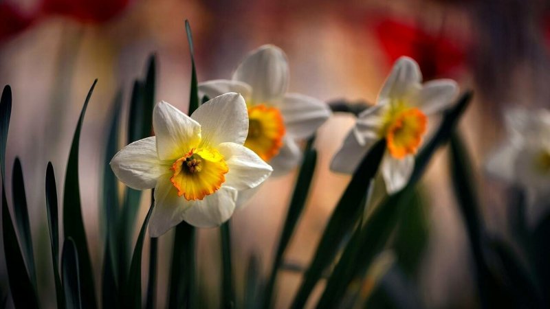 Нарцисс конгресс